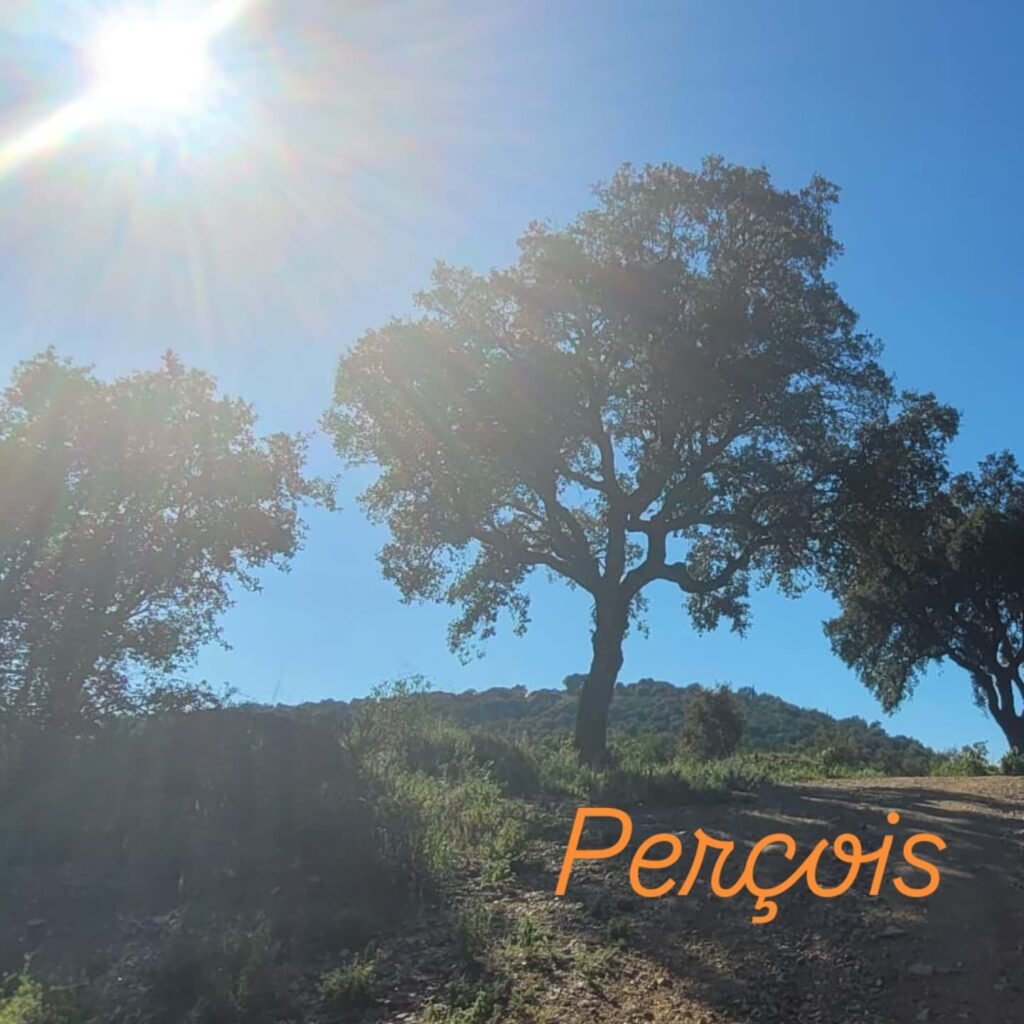 diplome_hypnose_ericksonienne_sophrologie_stress_anxieté_douleur_préparationmentale_travail_sommeil_études_émotions_confiance_permis_examens_tabac_poids_addiction_phobie_deuil_accouphènes_mémoire87